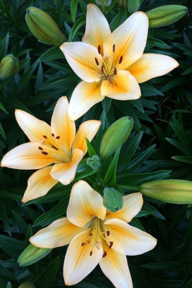 Secret Garden's Fragrant Embrace